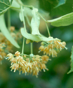 Lime flowers, Linden flowers